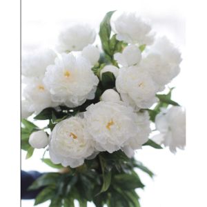 Купить Цветок искусственный MYBLUMM 0001 Пион белый
